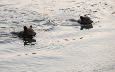 İngiliz Kolombiya kıyılarında boz ayı avı