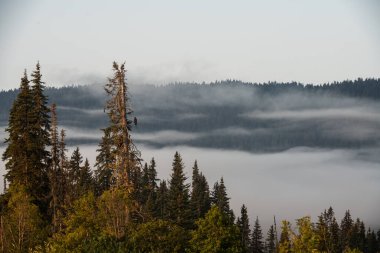 Güzel sisli orman manzarası
