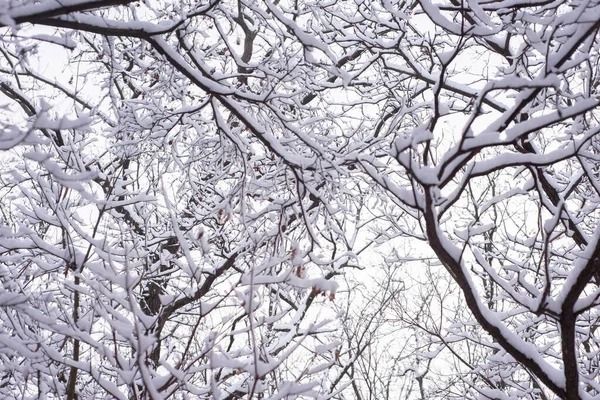 Meşe Ağacı Sütunları Olan Karlı Kış Ormanı — Stok fotoğraf