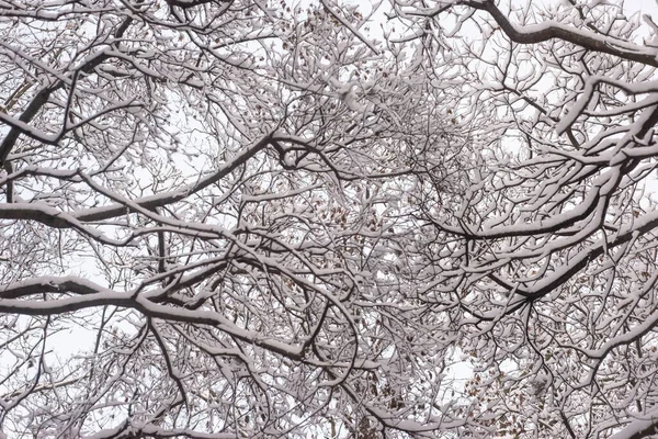 Snowy Winter Forest Oak Tree Pillars Royalty Free Stock Photos