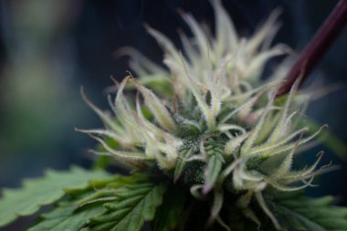 Esrar yetiştirme tesisi koyu yeşil arka planda. Uzun yatay afiş, esrarlı kenevir renkli ve mor renkli. Esrar tomurcuklu kostüm fotoğrafı. Metin için boş yeri olan modern tarzda..