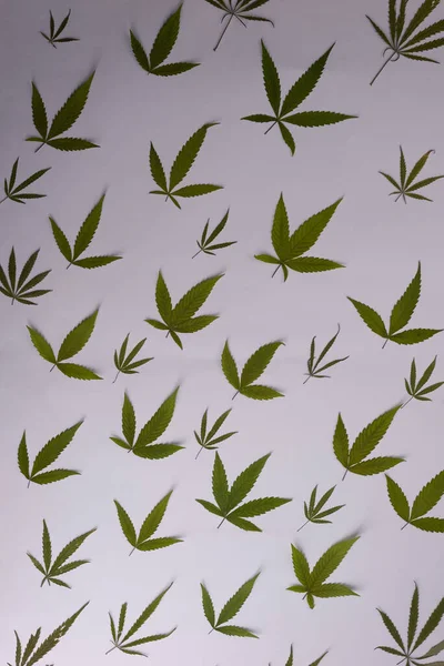 Beyaz Arkaplan Dokusunda Kenevir Yaprağı Deseni — Stok fotoğraf