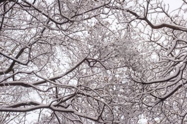 Meşe ağacı sütunları olan karlı kış ormanı.