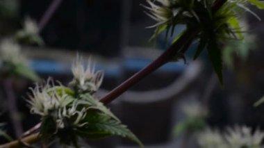 Çiçeklenme aşamasındaki marihuana çiçeklerinin makro videosu.