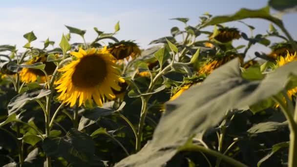 Field Sunflowers Rays Sun Swaying Wind — Video Stock