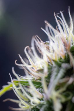 Esrar yetiştirme tesisi koyu yeşil arka planda. Uzun yatay afiş, esrarlı kenevir renkli ve mor renkli. Esrar tomurcuklu kostüm fotoğrafı. Metin için boş yeri olan modern tarzda..