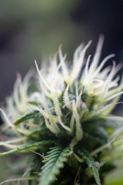 Esrar yetiştirme tesisi koyu yeşil arka planda. Uzun yatay afiş, esrarlı kenevir renkli ve mor renkli. Esrar tomurcuklu kostüm fotoğrafı. Metin için boş yeri olan modern tarzda..