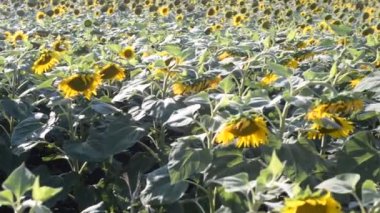 a field of sunflowers in the rays of the sun, swaying in the wind.