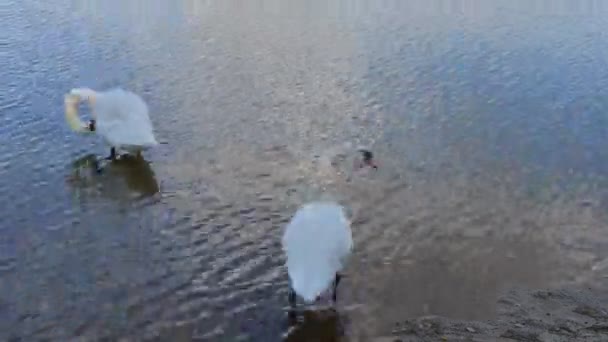 Pair White Time Lapse Swans Washing Water — Stock videók