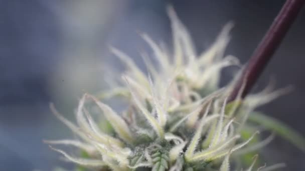 Macro Video Fiori Marijuana Fase Fioritura — Video Stock