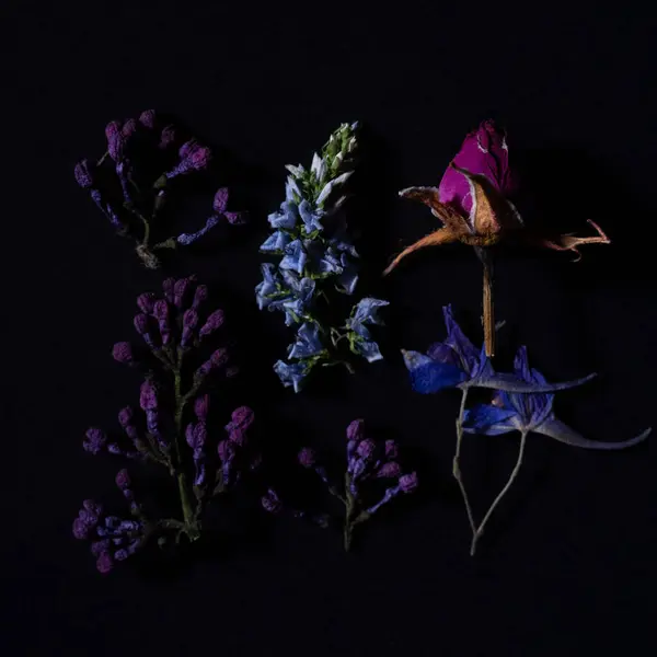 春の野生の花のまだ生きている紫色のハーバリウムの多彩な花の配置 ストック写真