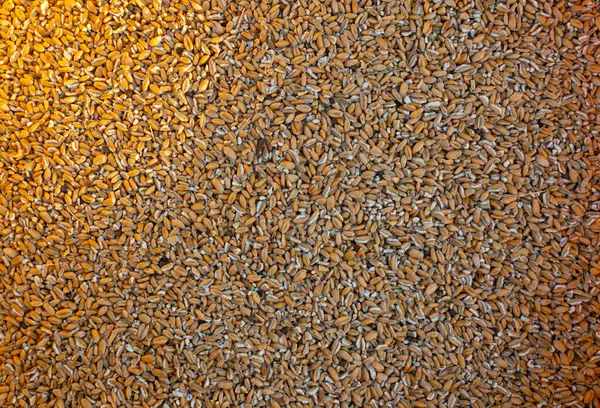 農業背景としての小麦の穀物 小麦穀物の質感 トップビュー ストック画像