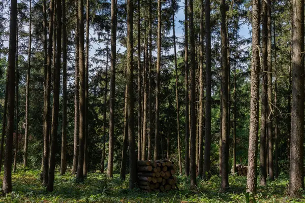 森林に横たわる森林伐採の木々 ストックフォト