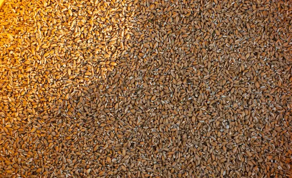 農業背景としての小麦の穀物 小麦穀物の質感 トップビュー ロイヤリティフリーのストック写真