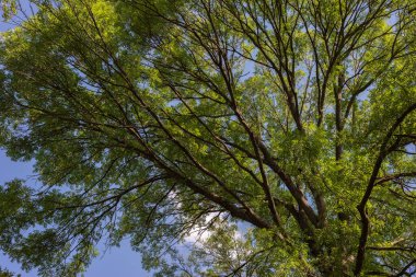 Ağaç dalı dokusu orman arka planı doğal.