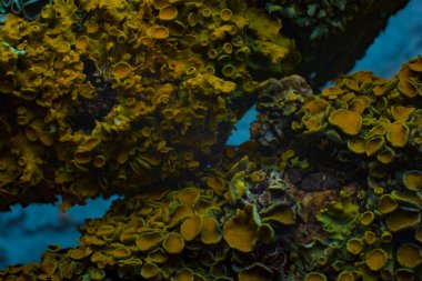 Su altı dünyasının deseni deniz yatağı mantarının mercan soyutlaması..