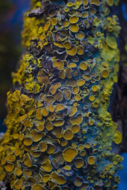 sarı-mavi mantar dokusu miselyum yakın plan sarı-mavi arkaplan.