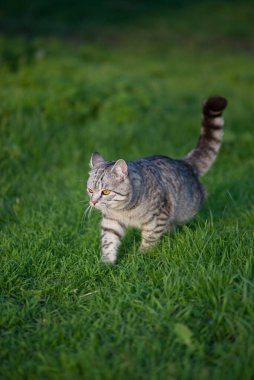Gri tekir orman kedisi yeşil çimlerde doğal yaşam alanında.