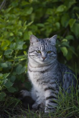 Gri tekir orman kedisi yeşil çimlerde doğal yaşam alanında.