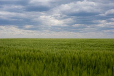 Küçük tepelerdeki yeşil çayır ve bulutlu mavi gökyüzü.