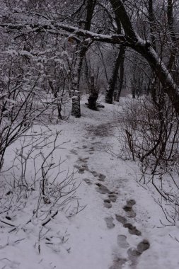 landscape of a trodden path in a winter forest on snow. clipart