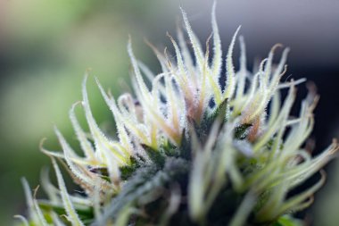 Esrar yetiştirme tesisi koyu yeşil arka planda. Uzun yatay afiş, esrarlı kenevir renkli ve mor renkli. Esrar tomurcuklu kostüm fotoğrafı. Metin için boş yeri olan modern tarzda..