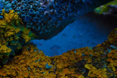 Su altı dünyasının deseni deniz yatağı mantarının mercan soyutlaması..