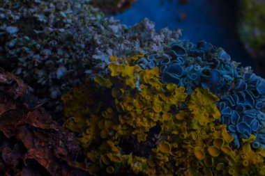 Su altı dünyasının deseni deniz yatağı mantarının mercan soyutlaması..