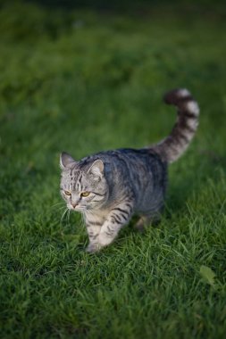 Gri tekir orman kedisi yeşil çimlerde doğal yaşam alanında.