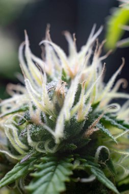 Esrar yetiştirme tesisi koyu yeşil arka planda. Uzun yatay afiş, esrarlı kenevir renkli ve mor renkli. Esrar tomurcuklu kostüm fotoğrafı. Metin için boş yeri olan modern tarzda..