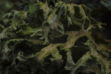 Damarlardaki yeşil bir bakteri virüsünün makro fotoğrafı. Görselleştirme.