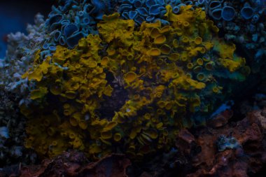 Su altı dünyasının deseni deniz yatağı mantarının mercan soyutlaması..