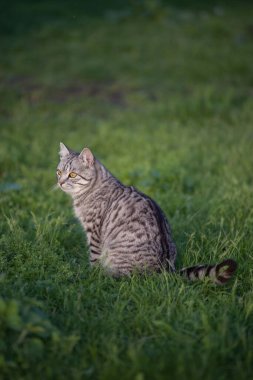 Gri tekir orman kedisi yeşil çimlerde doğal yaşam alanında.