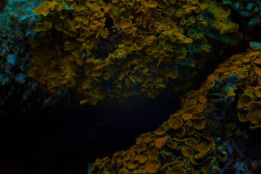 Su altı dünyasının deseni deniz yatağı mantarının mercan soyutlaması..