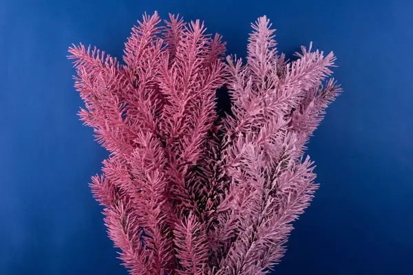 Noel minimalist kompozisyonu Pembe-mavi ladin dalları ve koni.