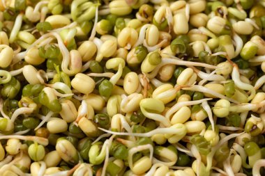 Mung fasulyelerini arka planda yetiştirmiş, süper yiyecek kavramı..