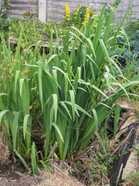 Tohumları olan bayrak irisleri büyüyen bir gölette görüldü.