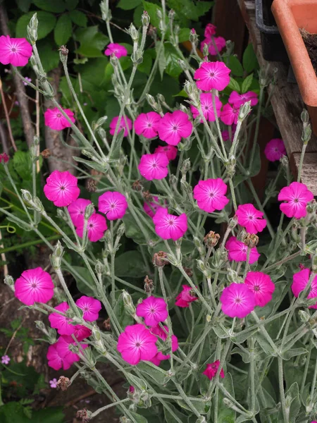 Gül Campion canlı pembe çiçekler yakın planda görünüyor.