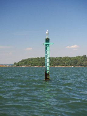 A black backed gull sat on top of a steel girder in the sea