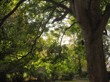 Beautiful parkland with sunshine through the leaves of the trees