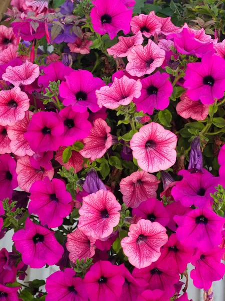 Rózsaszín Lila Virágok Kitöltése Keret Alkalmas Háttérben — Stock Fotó