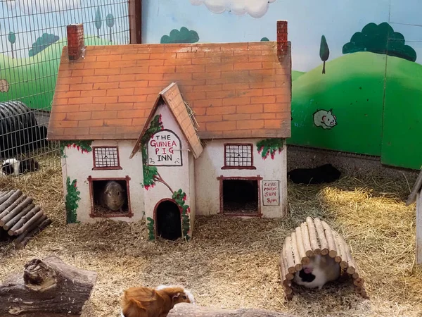 A petting zoo with guinea pigs living in model houses
