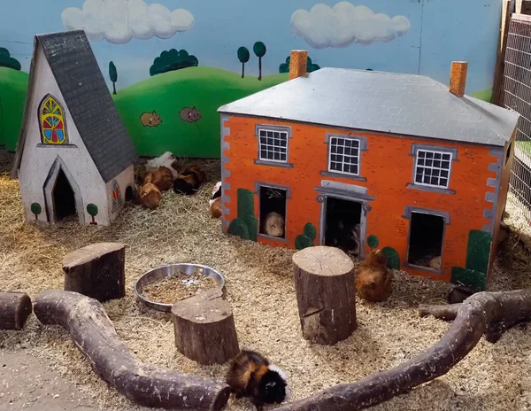 A petting zoo with guinea pigs living in model houses