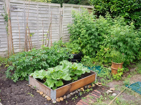 A small vegetable patch with rhubarb potatoes and raspberries growing