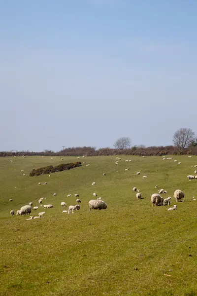 stock image A flock of sheep with many young lambs grazing and resting