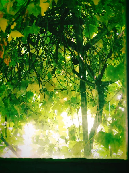 Umělecké Podsvícené Vinné Listy Sluncem Zvýrazňující Zářivě Zelenou — Stock fotografie