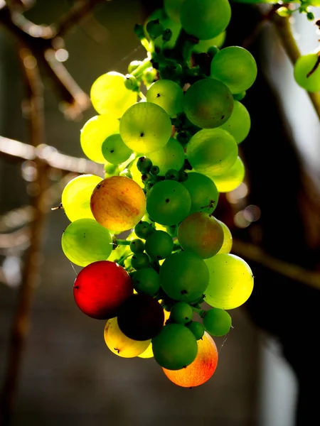 Winogrona Rosnące Zewnątrz Różnych Etapach Dojrzewania Barwy Zielonego Czerwonego — Zdjęcie stockowe