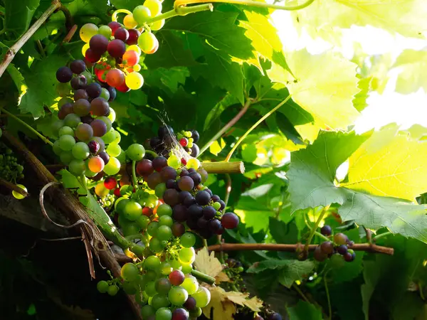 Winogrona Rosnące Zewnątrz Różnych Etapach Dojrzewania Barwy Zielonego Czerwonego — Zdjęcie stockowe