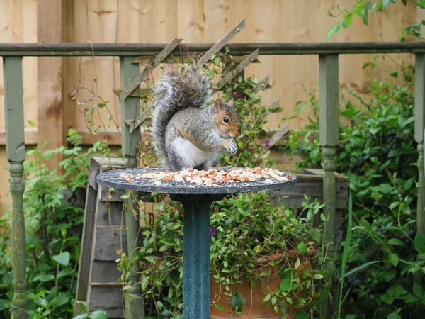 Cute Fat Grey Squirrel Eating Peanuts Left Small Garden Table — Stock Photo, Image