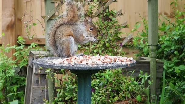 Ein Süßes Fettes Graues Eichhörnchen Frisst Erdnüsse Die Auf Einem — Stockvideo